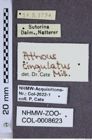 Etiketten zu Athous cingulatus (NHMW-ZOO-COL-0008623)